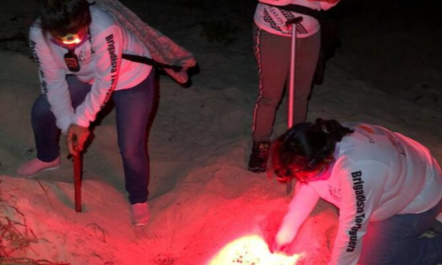 REGISTRAN MIL 480 NIDOS DE TORTUGAS EN EL CAMPAMENTO SAN MARTÍN DE COZUMEL