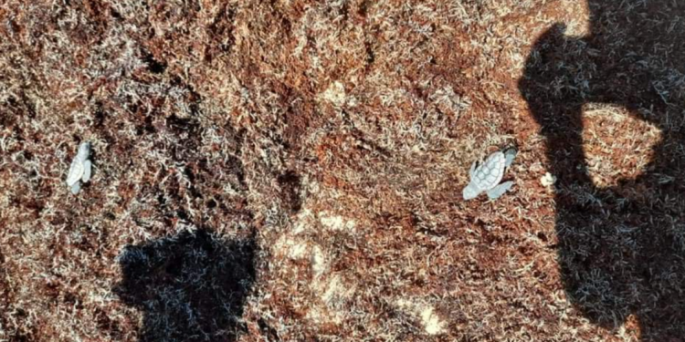 DESCUBREN DECENAS DE CRÍAS DE TORTUGAS MUERTAS JUNTO A BANCOS DE SARGAZO EN COZUMEL