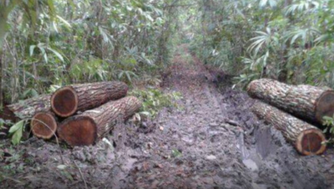 MADEREROS DEL SUR DE QUINTANA ROO DENUNCIAN QUE BUROCRACIA EN SEMARNAT FRENA TRANSPORTAR PRODUCCIÓN