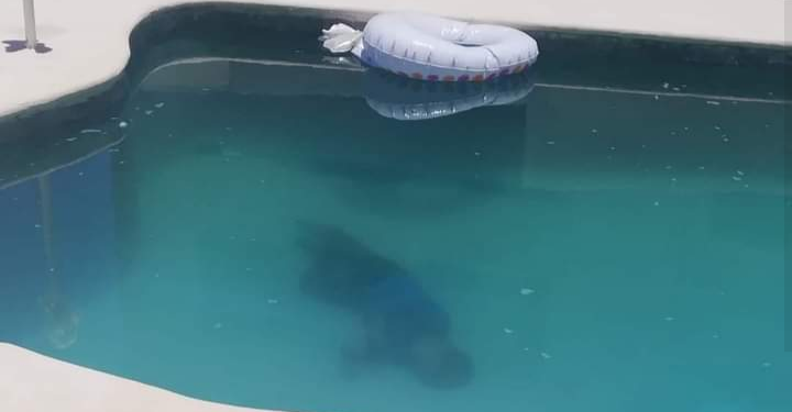 ENCUENTRAN A ALBAÑIL AHOGADO EN EL FONDO DE UNA PISCINA EN ISLA MUJERES