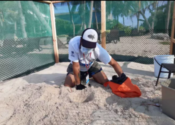 AMBIENTALISTAS PIDEN INCREMENTAR LA PROTECCIÓN A LA TORTUGA MARINA