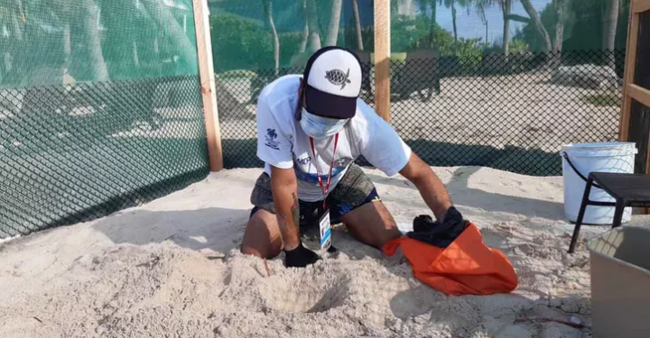 AMBIENTALISTAS PIDEN INCREMENTAR LA PROTECCIÓN A LA TORTUGA MARINA