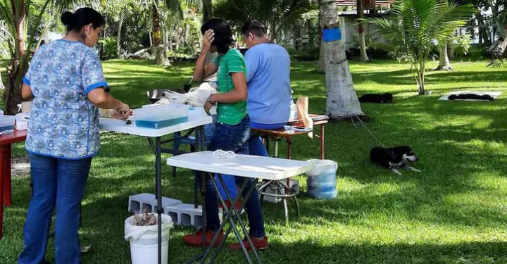 PREPARAN CAMPAÑA DE ESTERILIZACIÓN DE ANIMALES EN UCUM