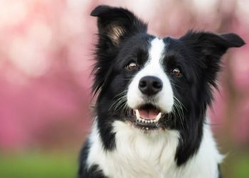 ¿TE GUSTAN LOS PERROS? ESTA ES LA RAZA DE PERROS MÁS INTELIGENTE DEL MUNDO