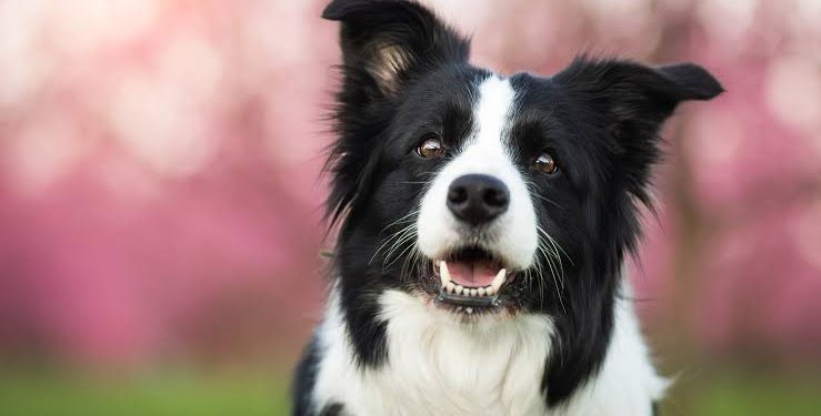 ¿TE GUSTAN LOS PERROS? ESTA ES LA RAZA DE PERROS MÁS INTELIGENTE DEL MUNDO