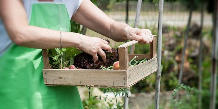 PROMUEVE DIF TABASCO CAPACITACIONES SOBRE AGRICULTRA ORGÁNICA Y LA SALUD