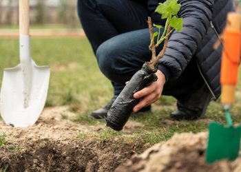 PLANTAR UN ÁRBOL, NUEVO REQUISITO PARA OBTENER TÍTULO PROFESIONAL EN TAMAULIPAS