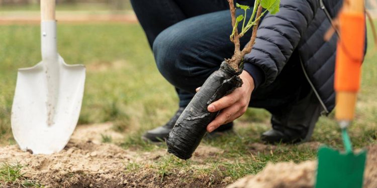 PLANTAR UN ÁRBOL, NUEVO REQUISITO PARA OBTENER TÍTULO PROFESIONAL EN TAMAULIPAS