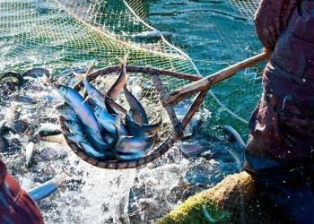 DZILAM DE BRAVO, CENTRO DE PESCA ILEGAL EN YUCATÁN