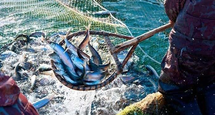 DZILAM DE BRAVO, CENTRO DE PESCA ILEGAL EN YUCATÁN