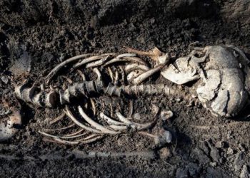 DESCUBREN BEBÉS VIKINGOS EN UN ENTIERRO DE ASPECTO CRISTIANO EN SUECIA