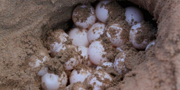 BASURA Y SARGAZO PROVOCAN MUERTE DE TORTUGAS MARINAS EN PLAYAS DE COZUMEL