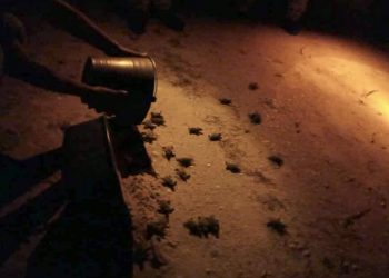 POLICÍA ECOLÓGICA Y VOLUNTARIOS PROTEGEN PRIMERAS ECLOSIONES DE TORTUGAS MARINAS EN YUCATÁN