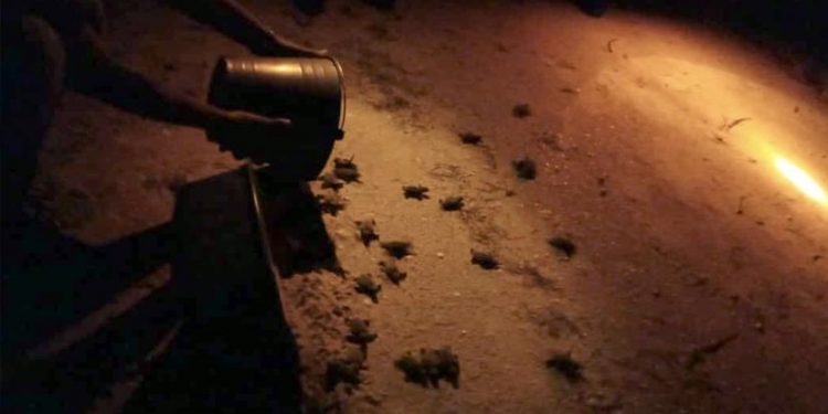 POLICÍA ECOLÓGICA Y VOLUNTARIOS PROTEGEN PRIMERAS ECLOSIONES DE TORTUGAS MARINAS EN YUCATÁN