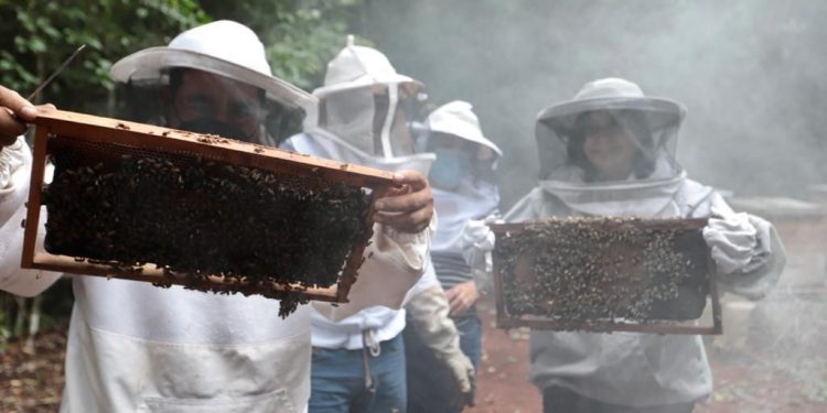 MAYULI MARTÍNEZ VISITA COMUNIDADES APÍCOLAS EN EL SUR DEL ESTADO