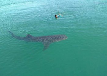 SE CANCELAN LOS FESTEJOS DEL DÍA INTERNACIONAL DEL TIBURÓN BALLENA EN HOLBOX POR LA PANDEMIA