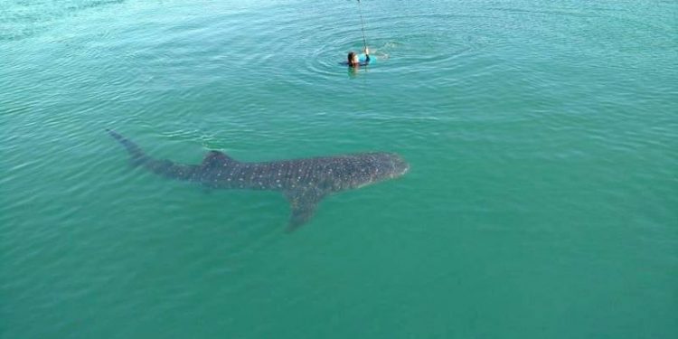 SE CANCELAN LOS FESTEJOS DEL DÍA INTERNACIONAL DEL TIBURÓN BALLENA EN HOLBOX POR LA PANDEMIA