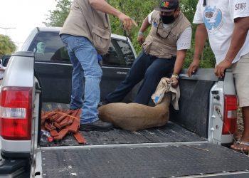 RESCATAN A EJEMPLAR DE VENADO ATORADO EN UNA CERCA, EN COZUMEL