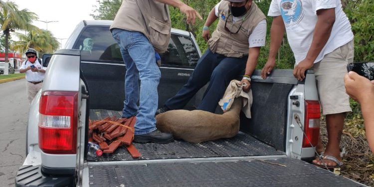 RESCATAN A EJEMPLAR DE VENADO ATORADO EN UNA CERCA, EN COZUMEL