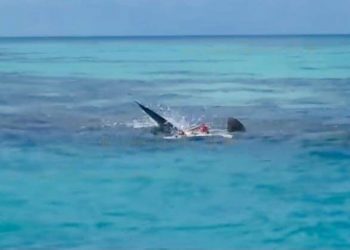 TIBURONES SON CAPTADOS DEVORANDO EL CUERPO DE UN HOMBRE EN ARRECIFE ALACRANES