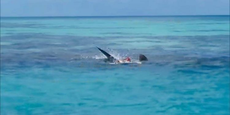 TIBURONES SON CAPTADOS DEVORANDO EL CUERPO DE UN HOMBRE EN ARRECIFE ALACRANES