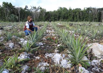 SOLIDARENSES ACCEDEN A MEJOR ALIMENTACIÓN CON HUERTOS URBANOS