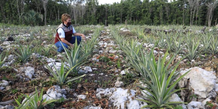 SOLIDARENSES ACCEDEN A MEJOR ALIMENTACIÓN CON HUERTOS URBANOS