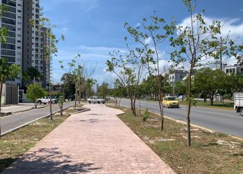 FONATUR SUPERVISA REUBICACIÓN Y TRASPLANTE DE ÁRBOLES EN CANCÚN