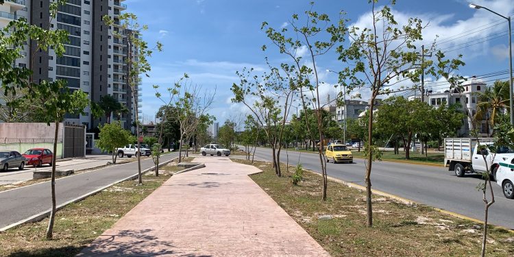 FONATUR SUPERVISA REUBICACIÓN Y TRASPLANTE DE ÁRBOLES EN CANCÚN
