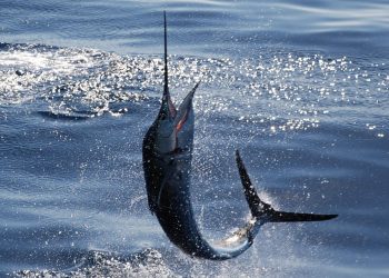 HOLBOX SE PREPARA PARA CELEBRAR SU PRIMER TORNEO DE PESCA INTERNACIONAL