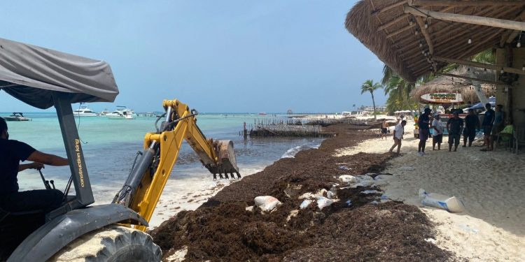 TRABAJA GOBIERNO DE ISLA MUJERES EN EL RETIRO DE SARGAZO EN PLAYA NORTE