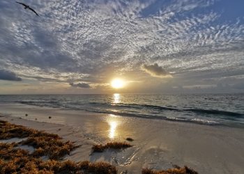 EN QUINTANA ROO SE IMPULSA LA CONSERVACIÓN DE LA BIODIVERSIDAD, ATRACCIÓN A NIVEL INTERNACIONAL