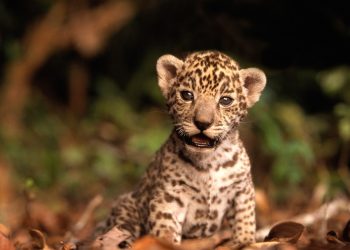 QUINTANA ROO IMPULSA CULTURA AMBIENTAL ENTRE LOS QUINTANARROENSES