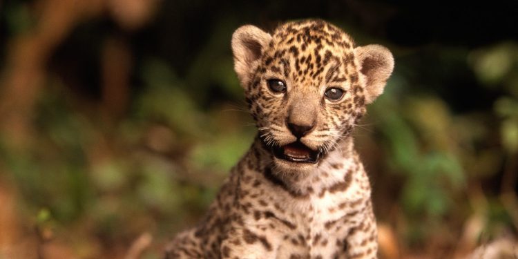 QUINTANA ROO IMPULSA CULTURA AMBIENTAL ENTRE LOS QUINTANARROENSES