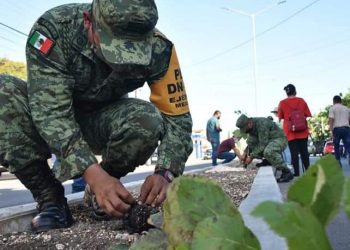 ARRANCA PRIMERA JORNADA DE REFORESTACIÓN DE PLANTAS DE CIRICOTE DENOMINADA ‘CIRICOTHON’