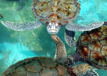 REGISTRA ISLA MUJERES BUENA TEMPORADA DE ANIDACIÓN DE TORTUGAS MARINAS