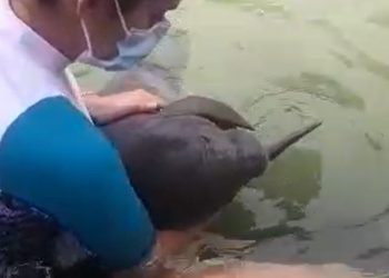 EN BUEN ESTADO CRÍA DE MANATÍ RESCATADO