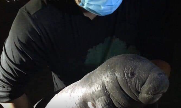 RESCATAN A CRÍA DE MANATÍ EN LAGUNA MILAGROS, JUNTO A LA COMUNIDAD DE HUAY PIX