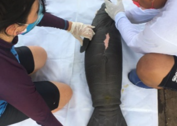 CRÍA DE MANATÍ HALLADA EL VIERNES CERCA DE CHETUMAL ESTÁ EN BUENAS CONDICIONES