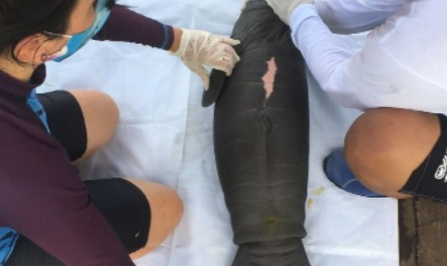 CRÍA DE MANATÍ HALLADA EL VIERNES CERCA DE CHETUMAL ESTÁ EN BUENAS CONDICIONES