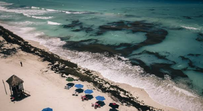 LA SEMAR ANUNCIA QUE HABRÁ DISMINUCIÓN DE SARGAZO EN LOS PRÓXIMOS DÍAS