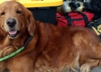 MURIÓ ALONDRA, LA PERRITA QUE RESCATÓ A PERSONAS EN EL SISMO DE CDMX