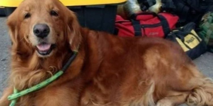 MURIÓ ALONDRA, LA PERRITA QUE RESCATÓ A PERSONAS EN EL SISMO DE CDMX