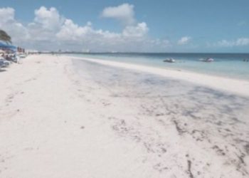 NO SE ESPERA ARRIBO MASIVO DE SARGAZO DURANTE LOS PRÓXIMOS DÍAS EN QUINTANA ROO