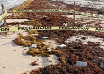 REPORTAN NUEVO RECALE DE DROGAS EN COZUMEL