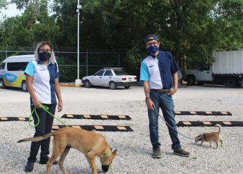 THE DOLPHIN COMPANY ES DOG FRIENDLY