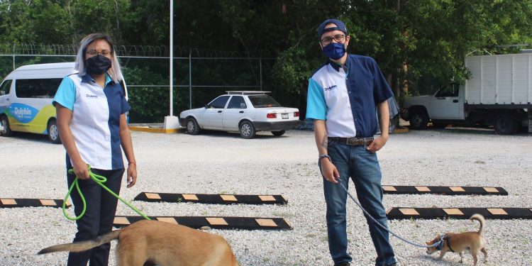 THE DOLPHIN COMPANY ES DOG FRIENDLY