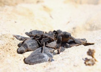 REGISTRA PUERTO MORELOS CASI 8 MIL CRÍAS DE TORTUGA EN LA ACTUAL TEMPORADA DE ANIDACIÓN