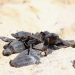 REGISTRA PUERTO MORELOS CASI 8 MIL CRÍAS DE TORTUGA EN LA ACTUAL TEMPORADA DE ANIDACIÓN