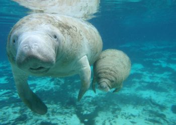 DOLPHIN DISCOVERY CONMEMORA POR 6º AÑO CONSECUTIVO EL “DÍA INTERNACIONAL DEL MANATÍ”